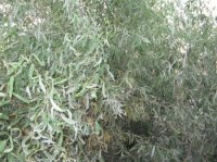 SC AZTEKA GARDENS SRL 9535